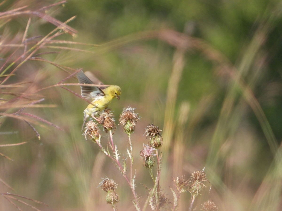 American Goldfinch - ML484691811