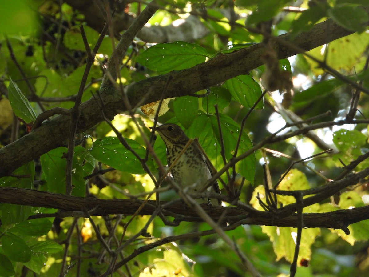 Swainson's Thrush - ML484692031