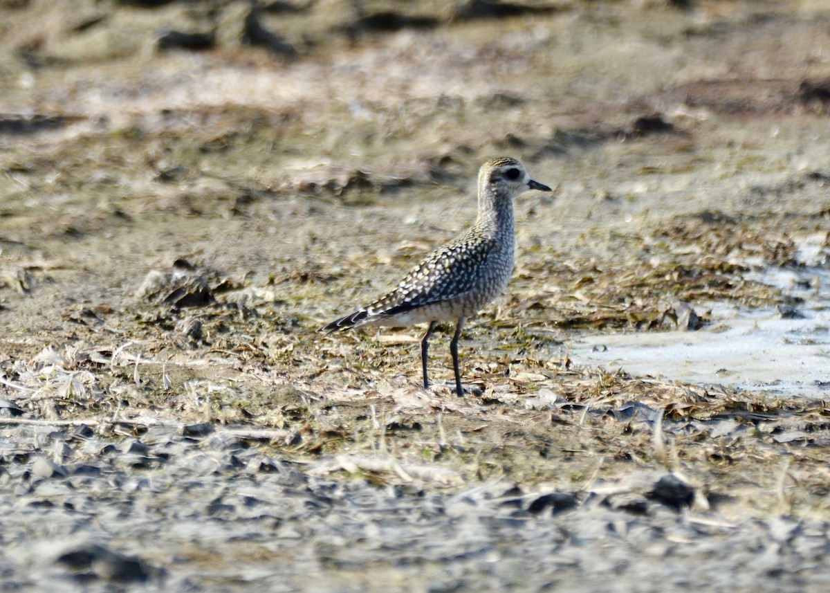 American Golden-Plover - Anonymous