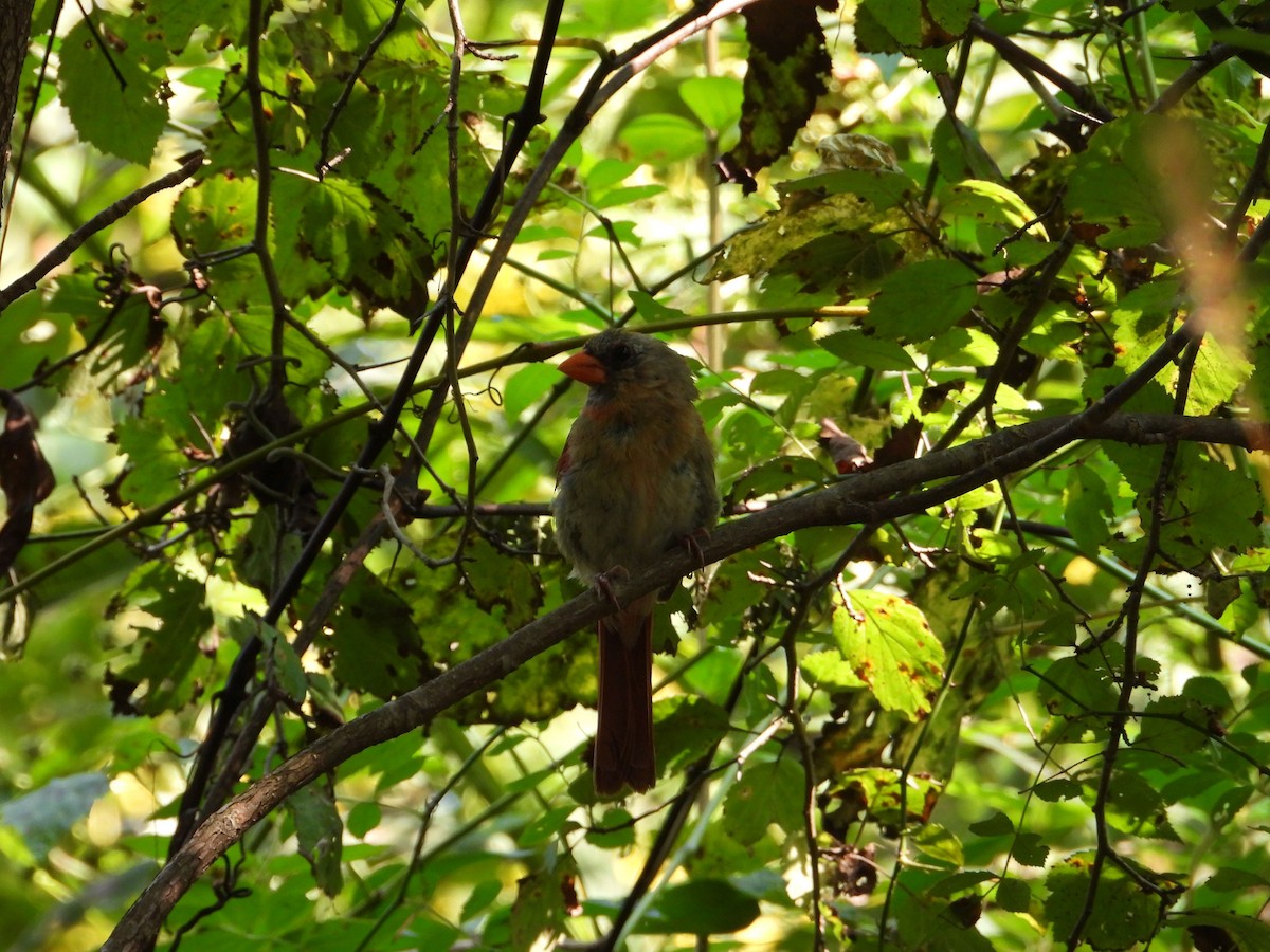 Northern Cardinal - ML484692101