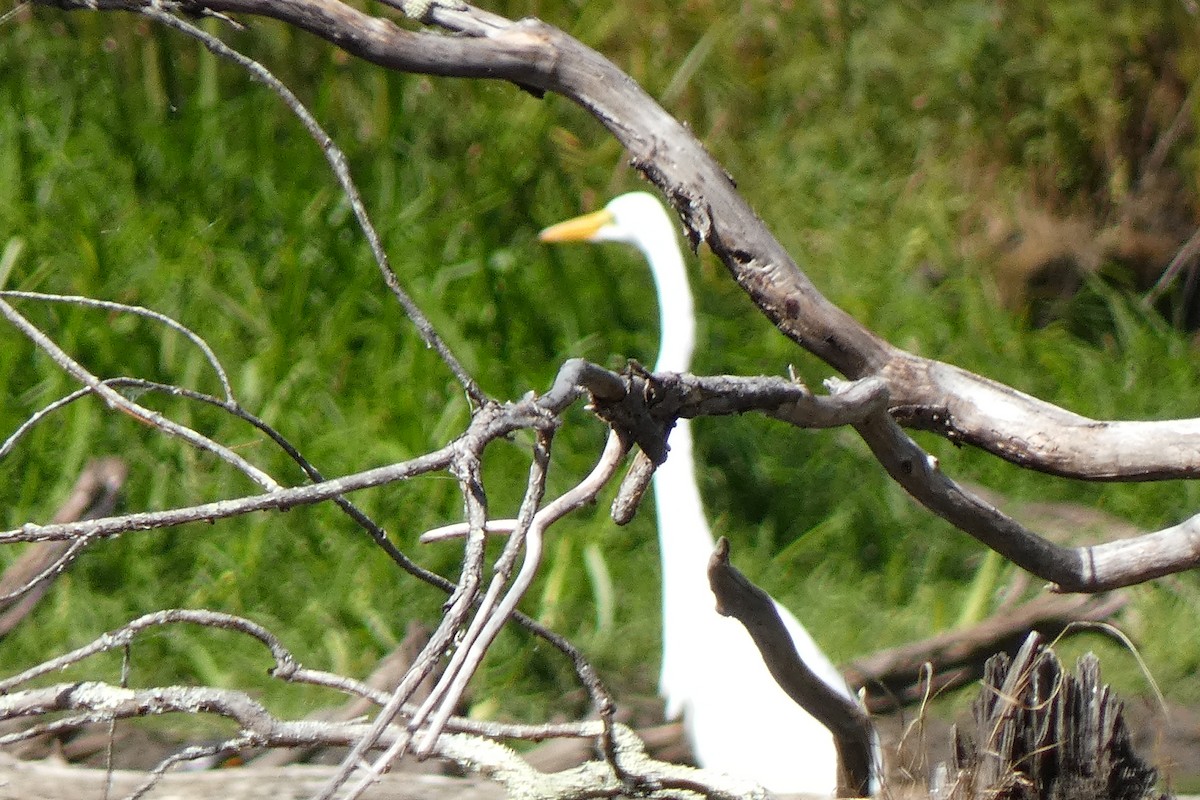 Great Egret - ML484692821