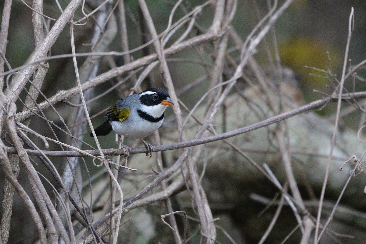 Saffron-billed Sparrow - ML484693111