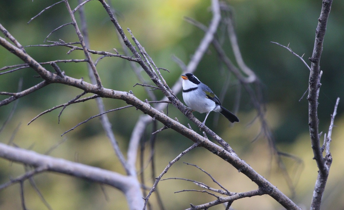 Saffron-billed Sparrow - ML484693471