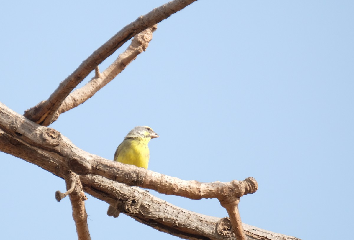 Yellow-fronted Canary - ML484694081