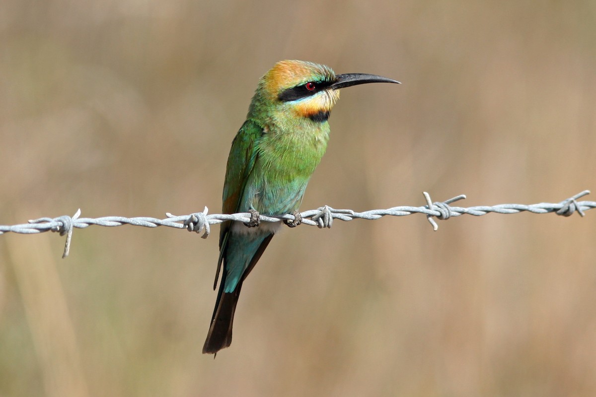 Rainbow Bee-eater - David Disher