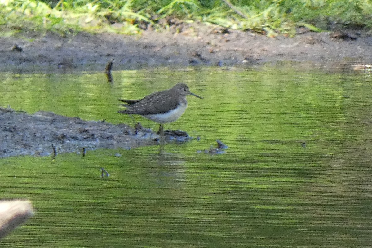 Solitary Sandpiper - ML484695441