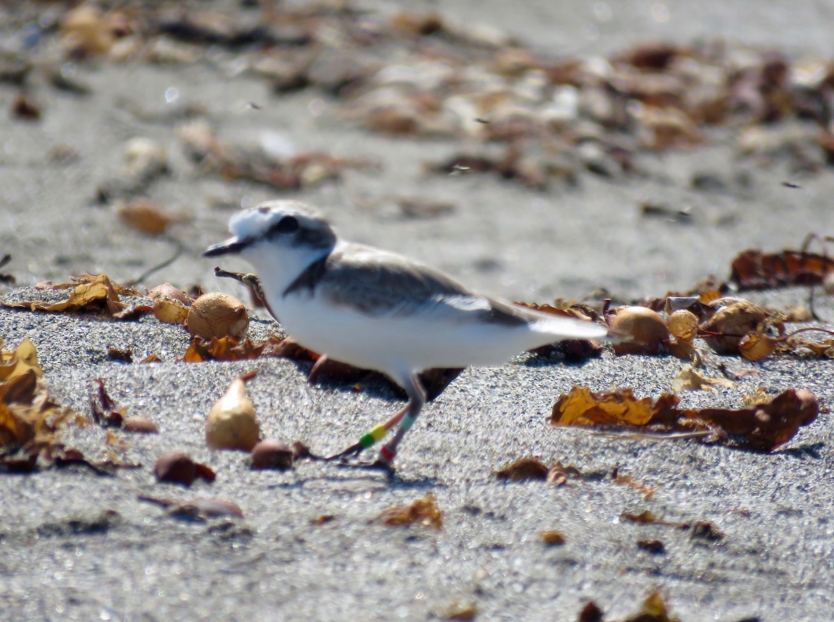 Snowy Plover - ML48469611