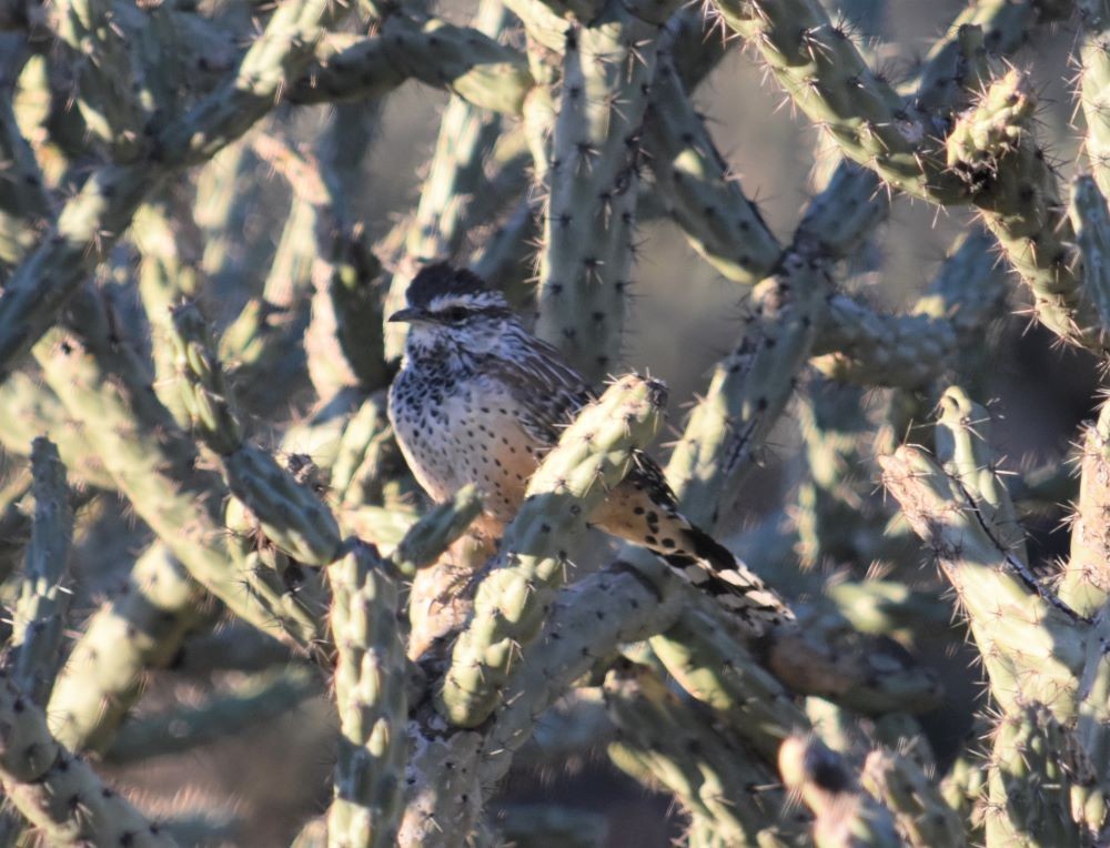 Cactus Wren - Steve Nord