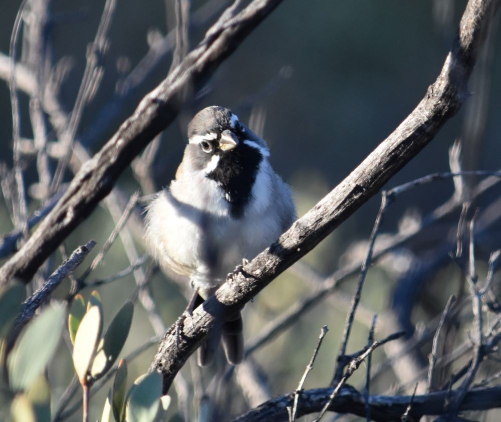 Black-throated Sparrow - Steve Nord