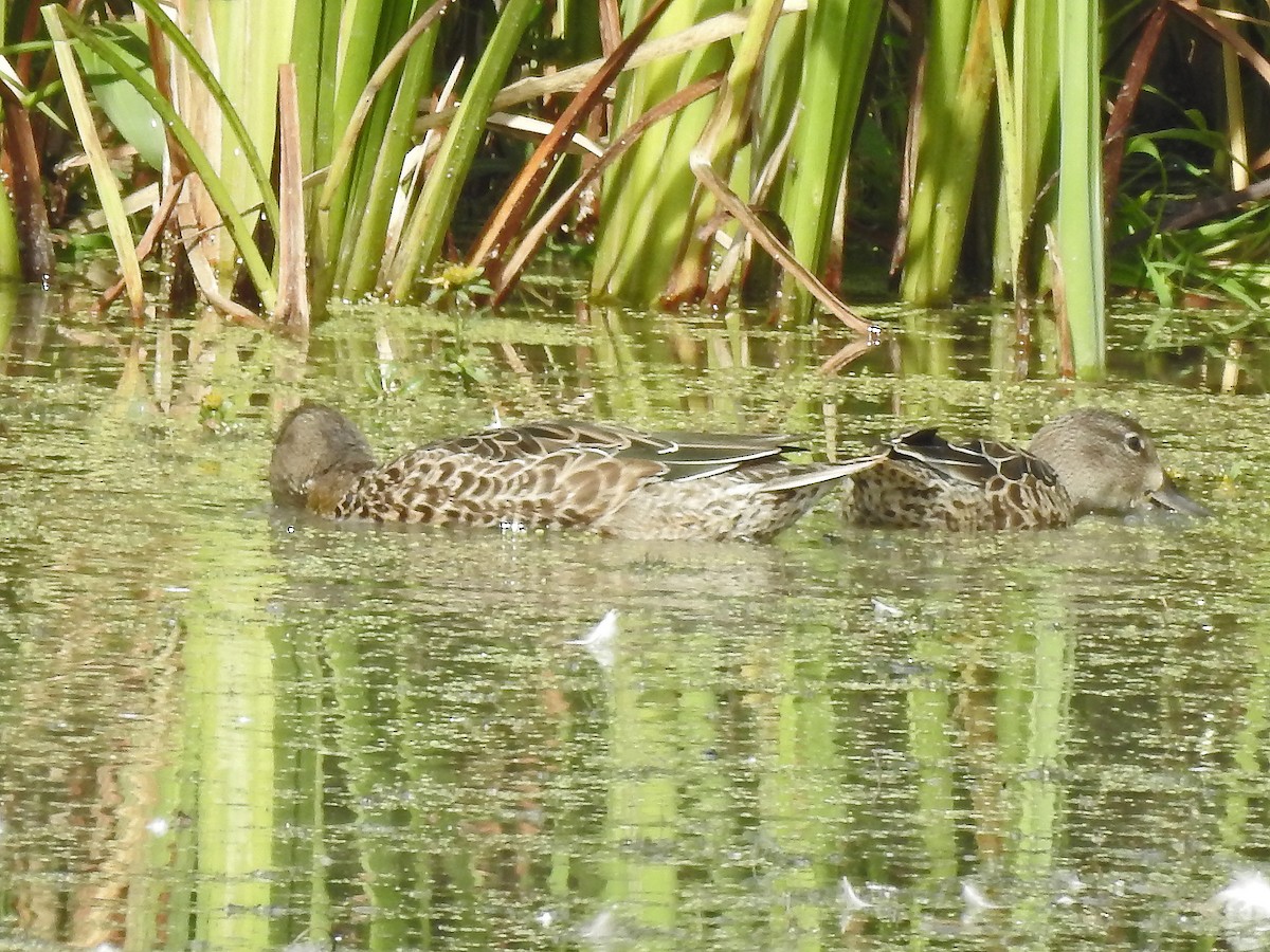 Blue-winged Teal - ML484696891