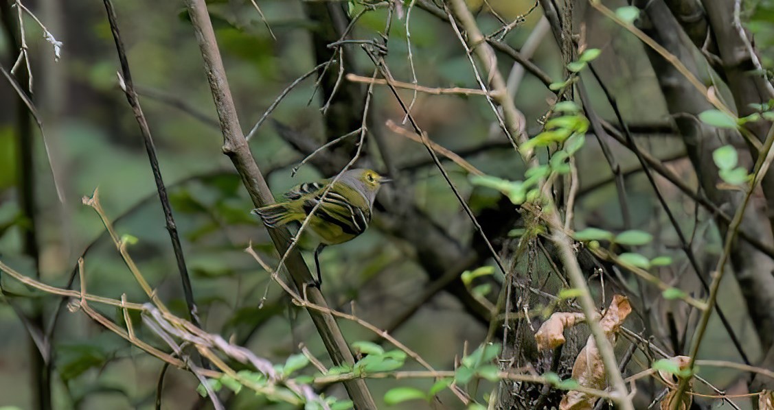 White-eyed Vireo - Patricia Dortch