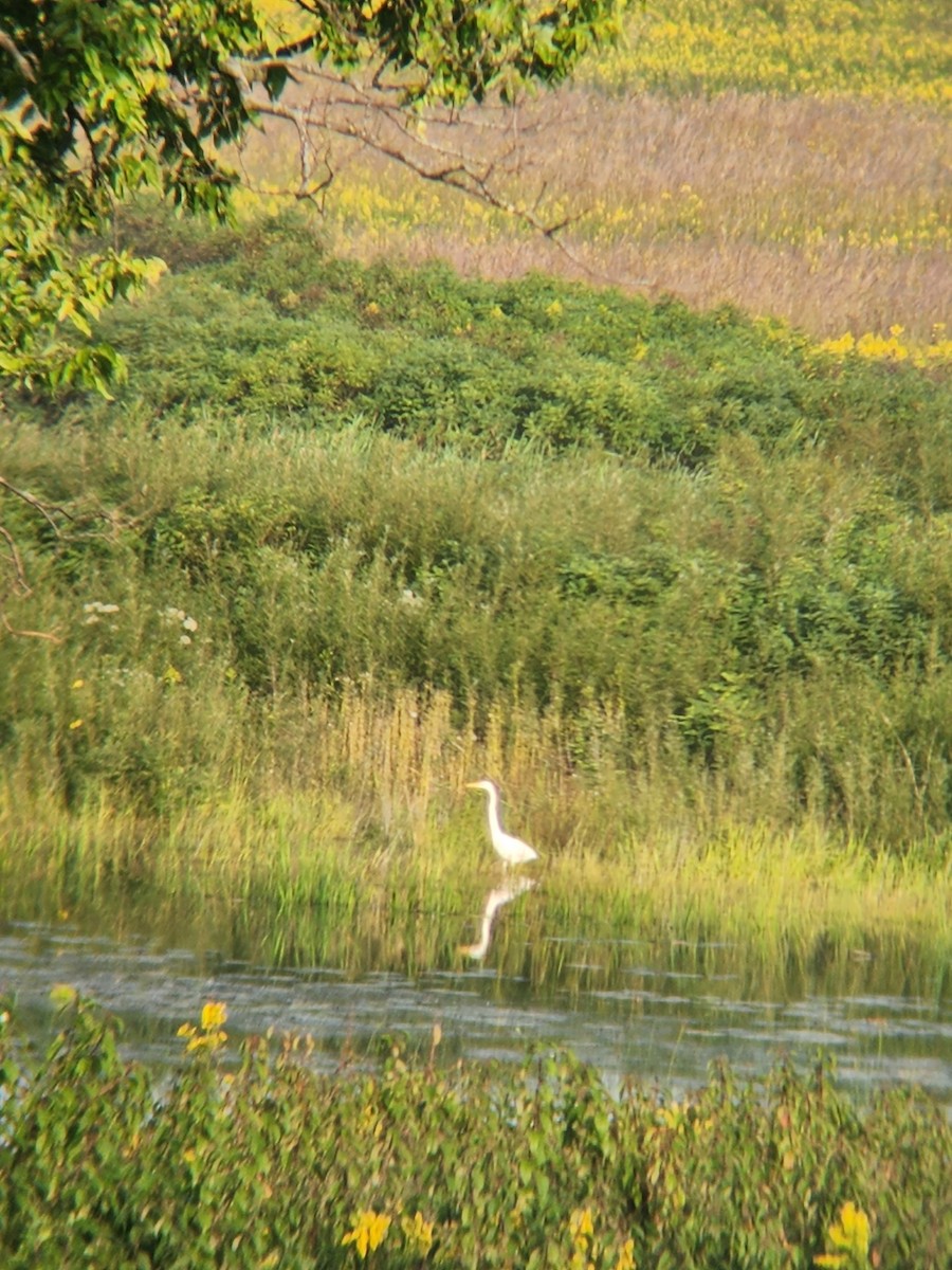 Great Egret - ML484697761