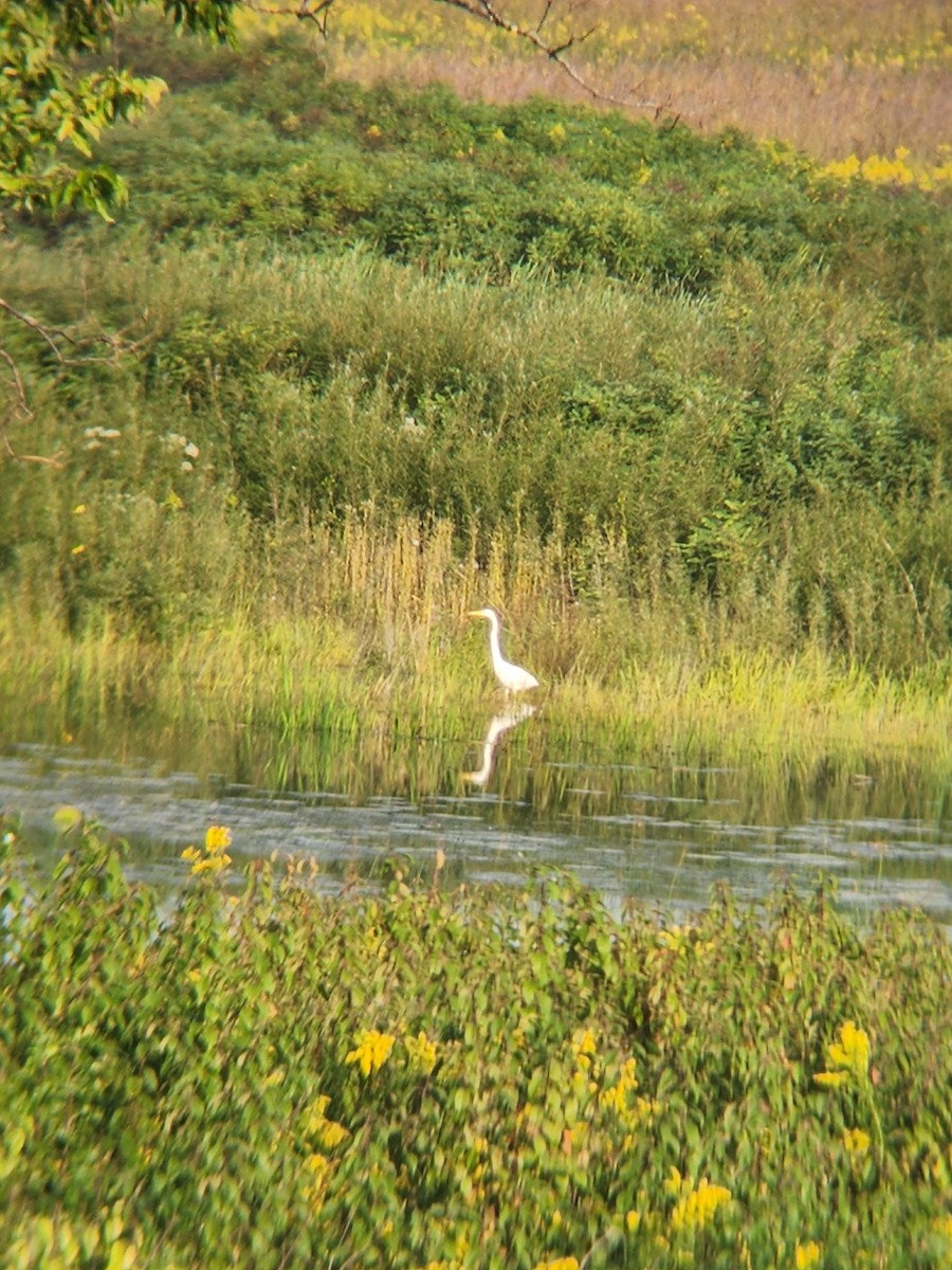 Great Egret - ML484697771