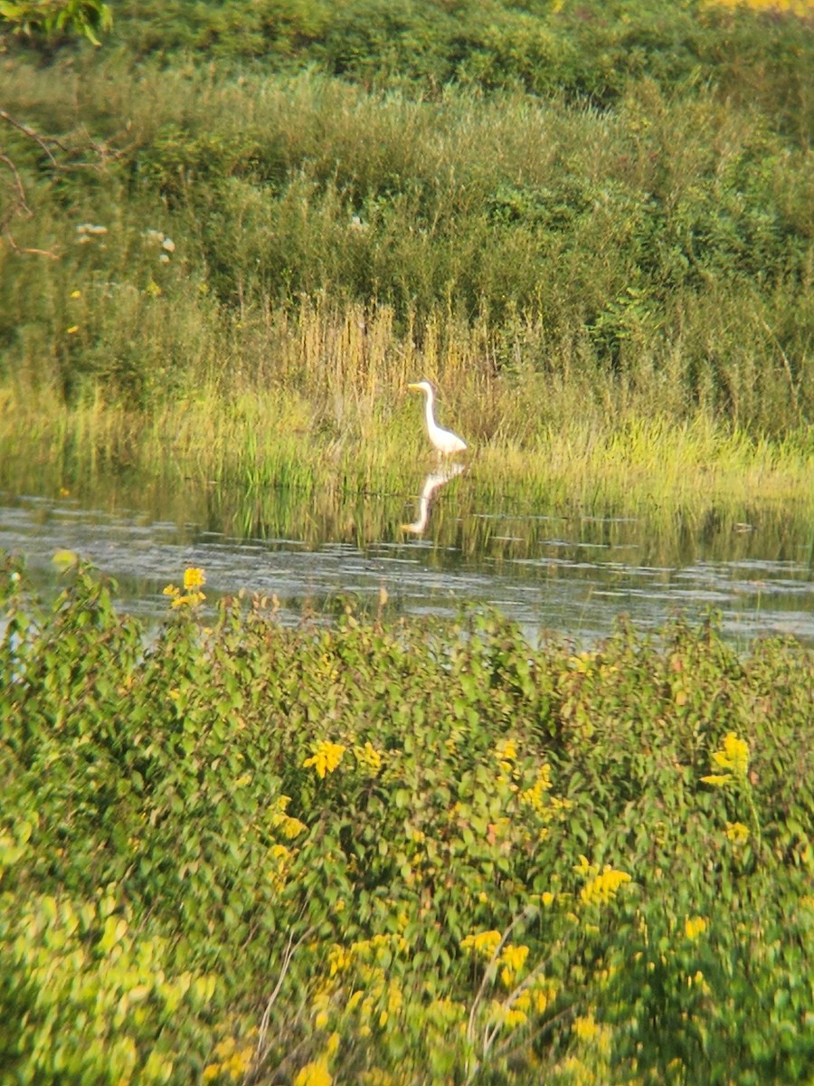 Great Egret - ML484697781