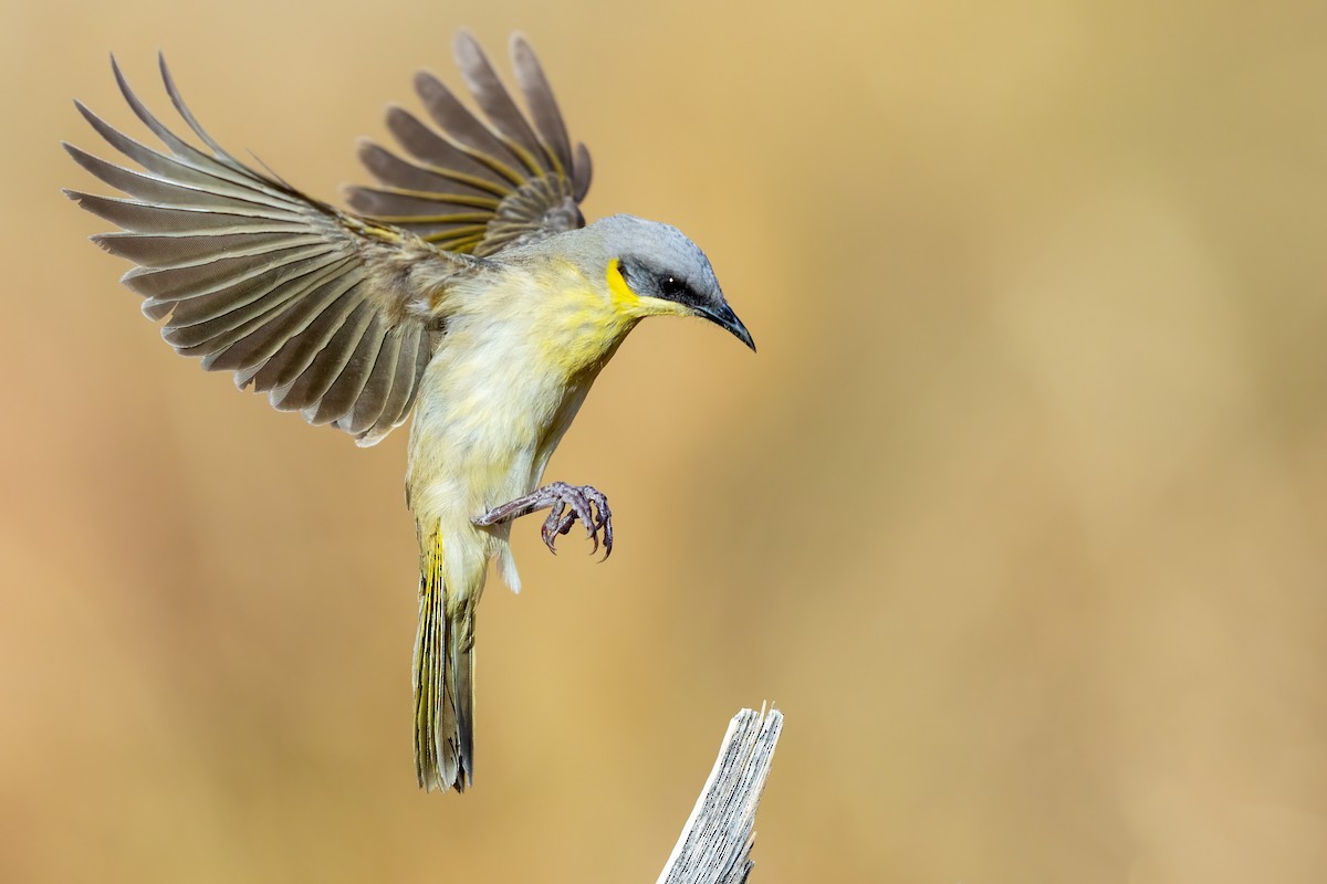 Gray-headed Honeyeater - JJ Harrison