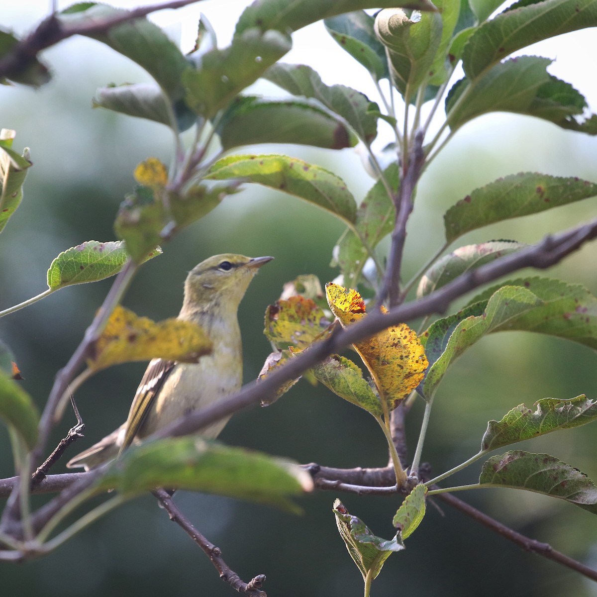 Blackpoll Warbler - ML484698851