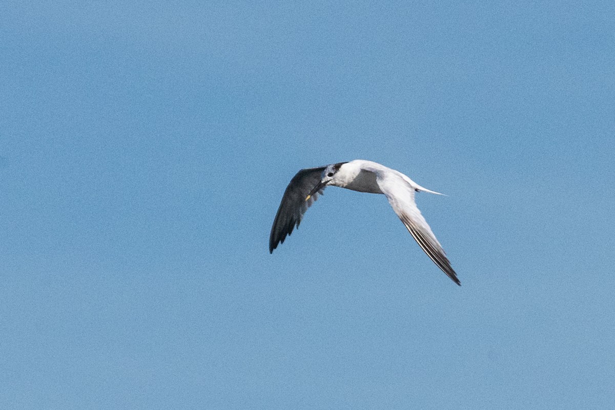 Sandwich Tern - Doug DeNeve