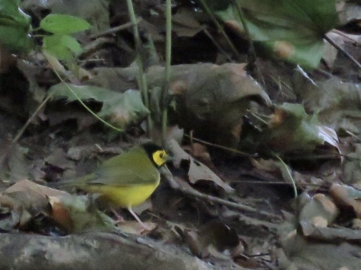 Hooded Warbler - ML484701851