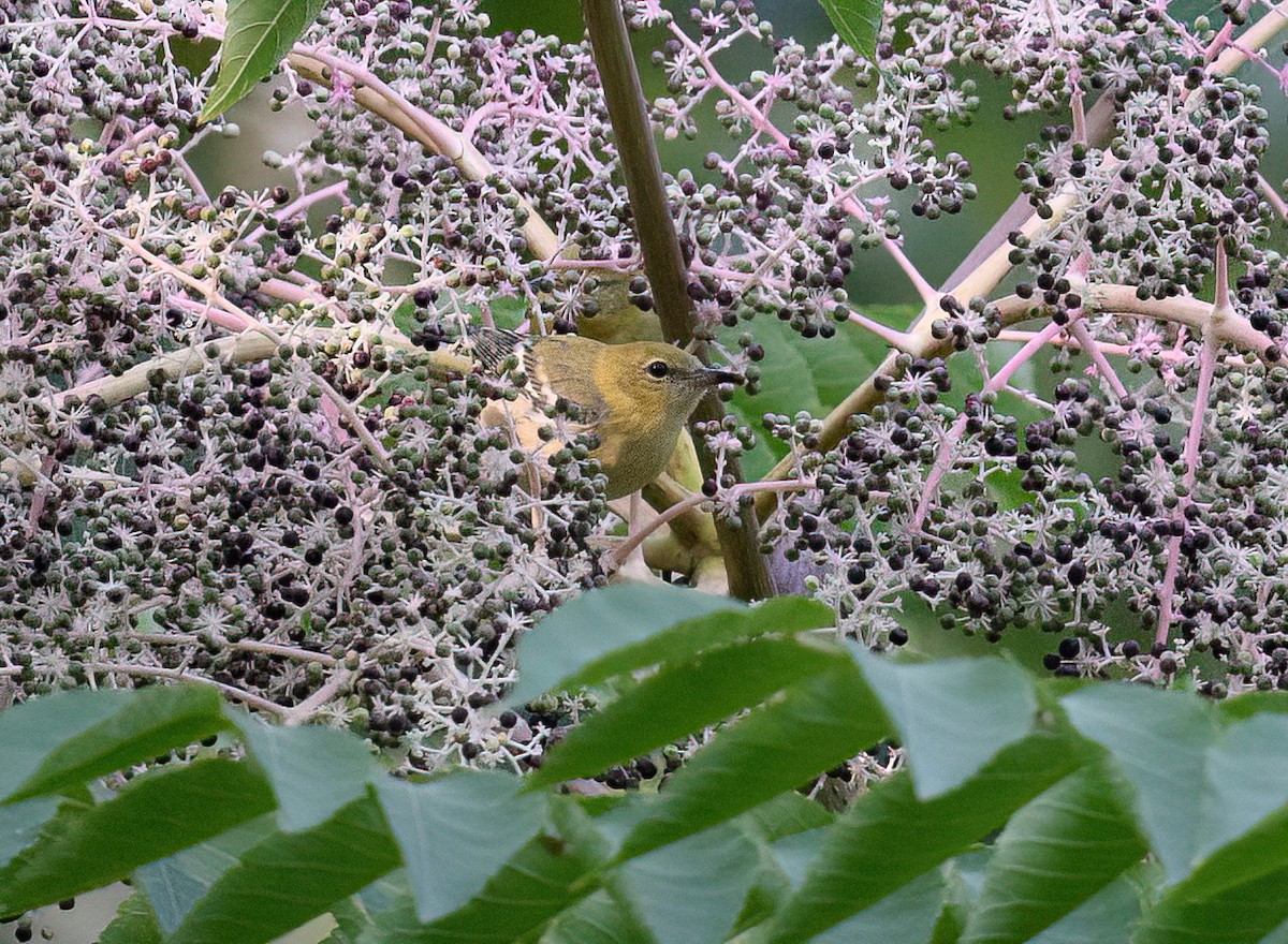 Bay-breasted Warbler - ML484702501