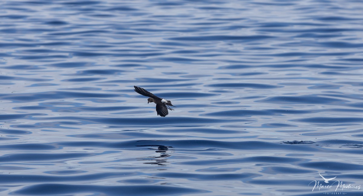 Wilson's Storm-Petrel - ML484702551