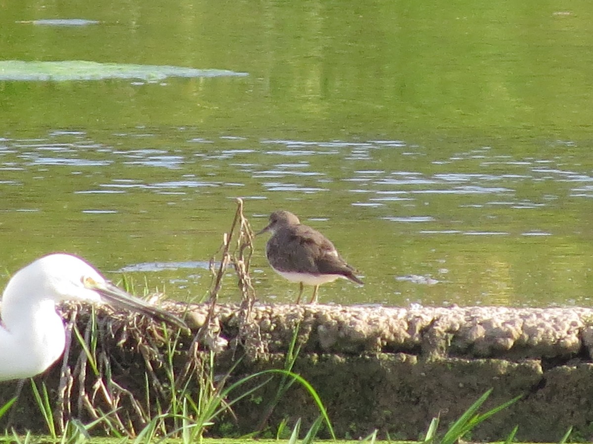temmincksnipe - ML484702971