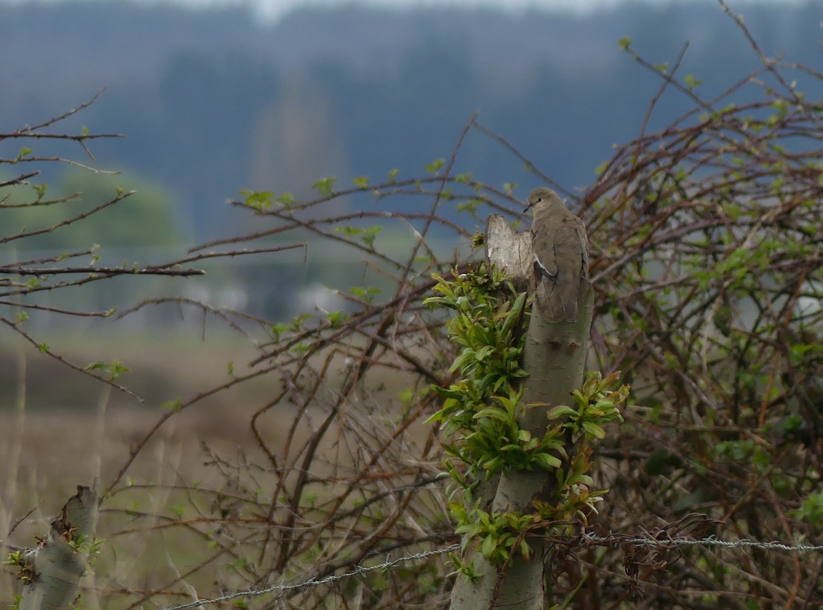Picui Ground Dove - ML484703331