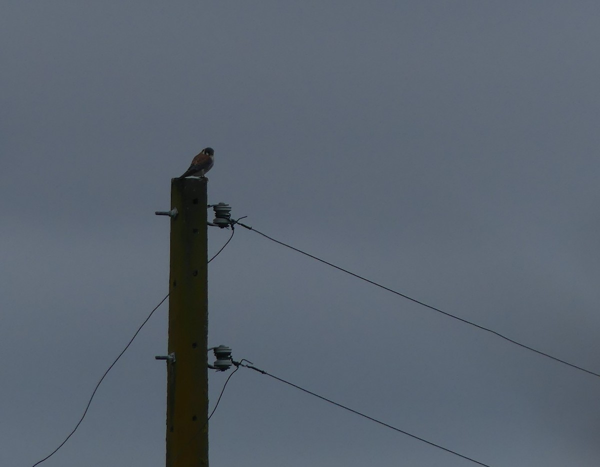 American Kestrel - ML484703451