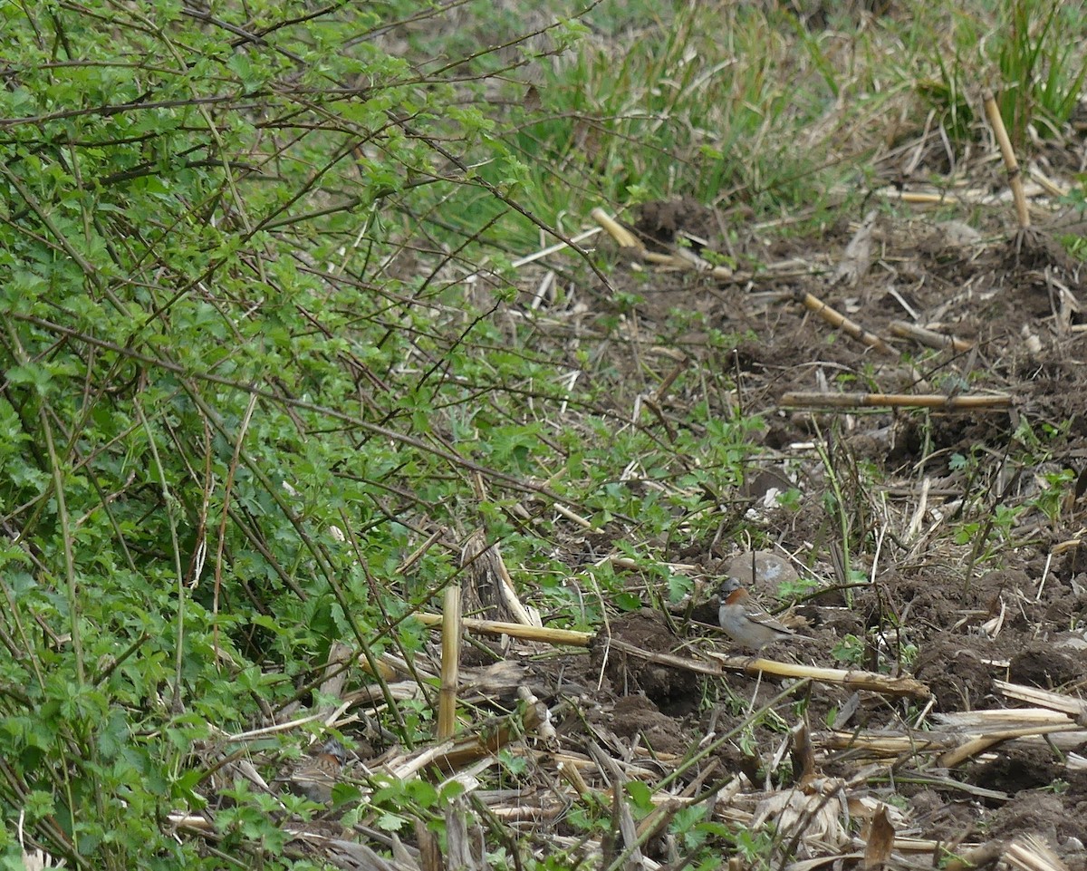 Rufous-collared Sparrow - ML484703591