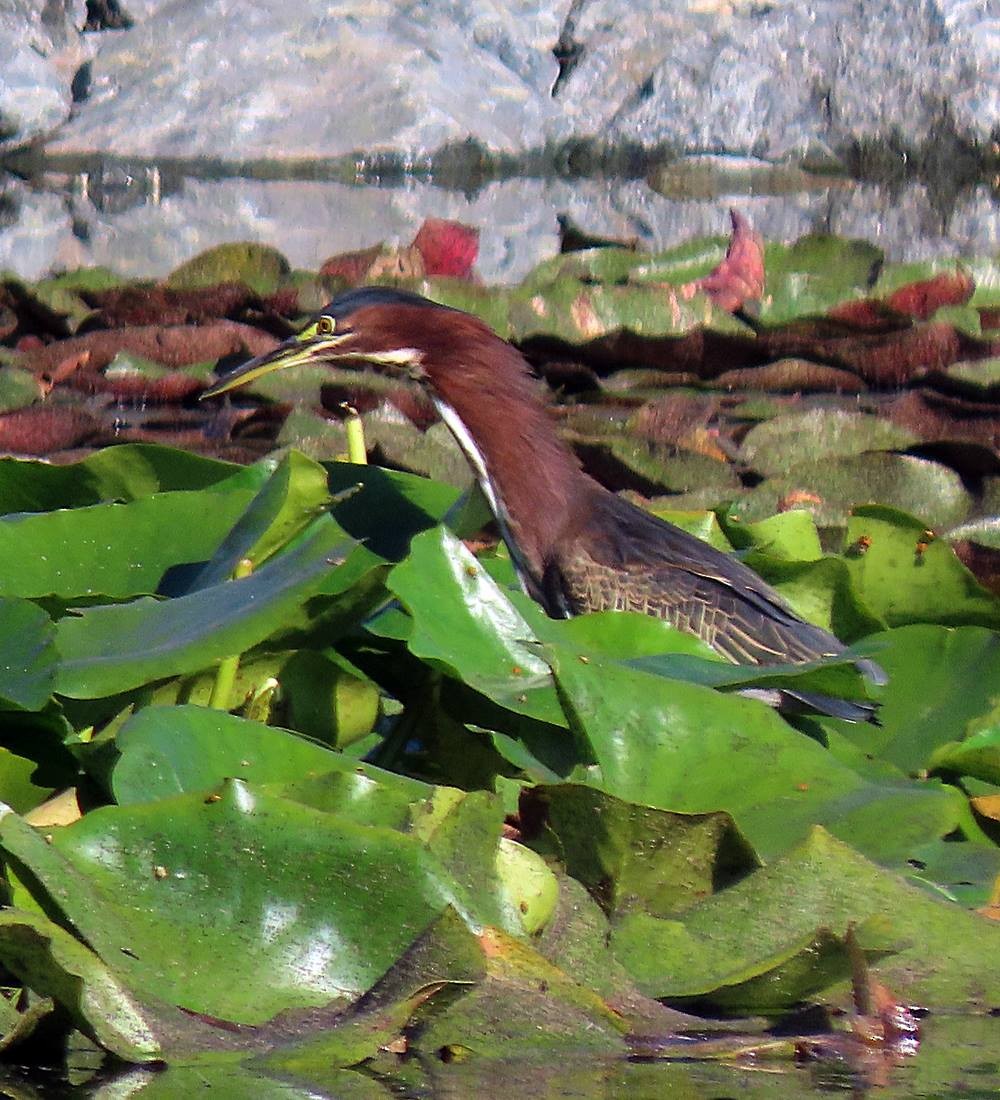 Green Heron - ML484703701