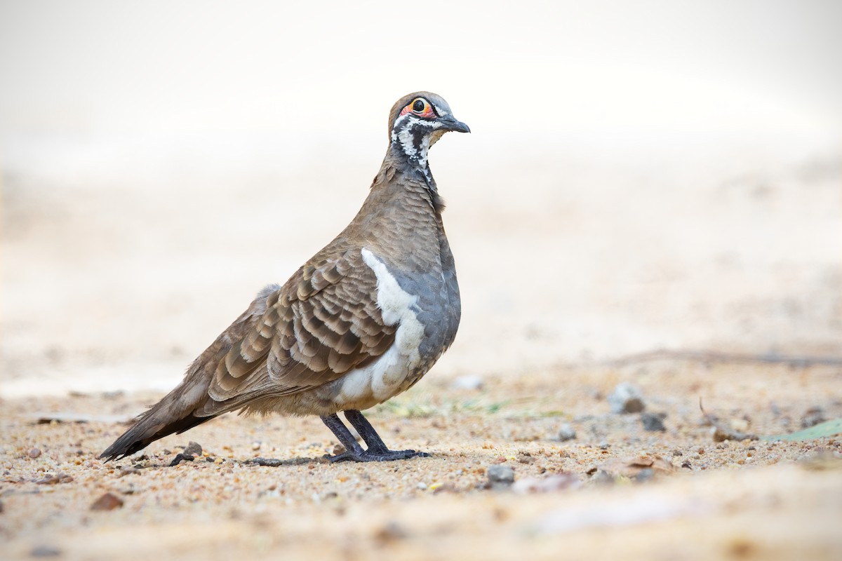 Squatter Pigeon - ML484703861