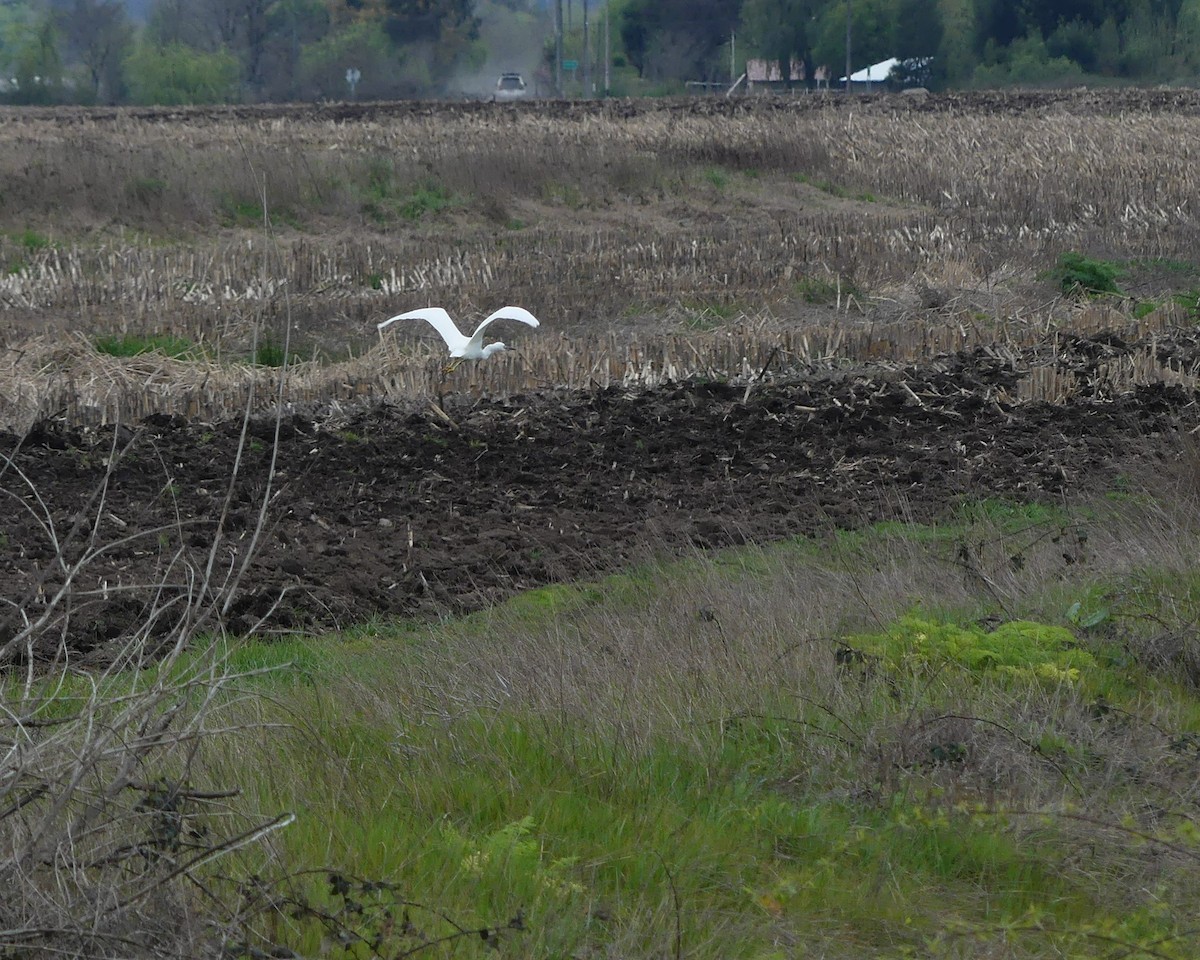 Snowy Egret - ML484703911