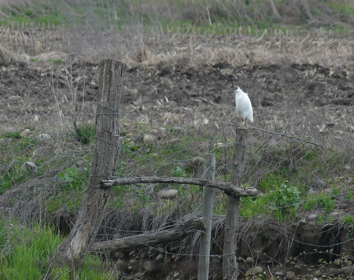 Snowy Egret - ML484703921