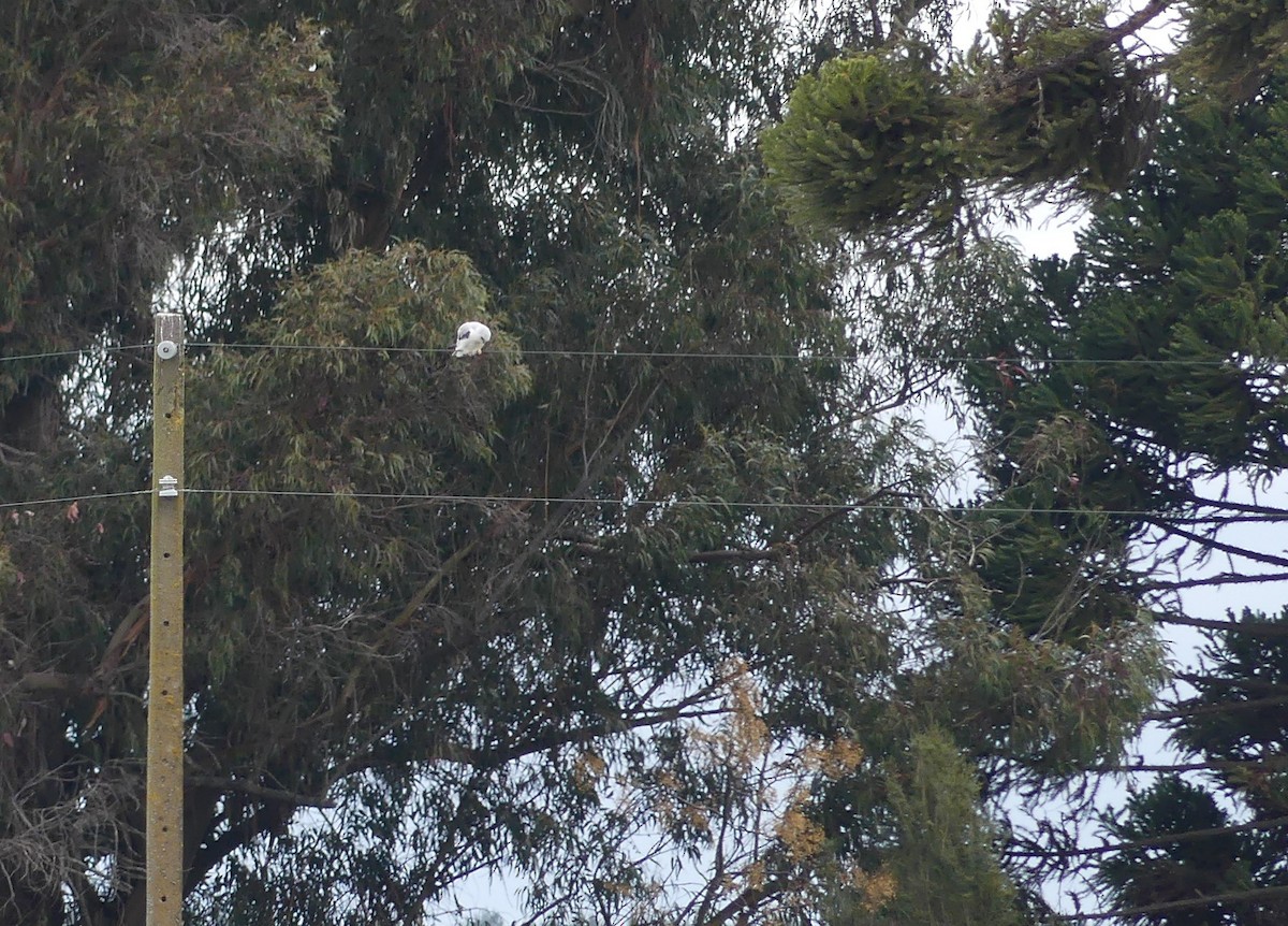 White-tailed Kite - ML484704051