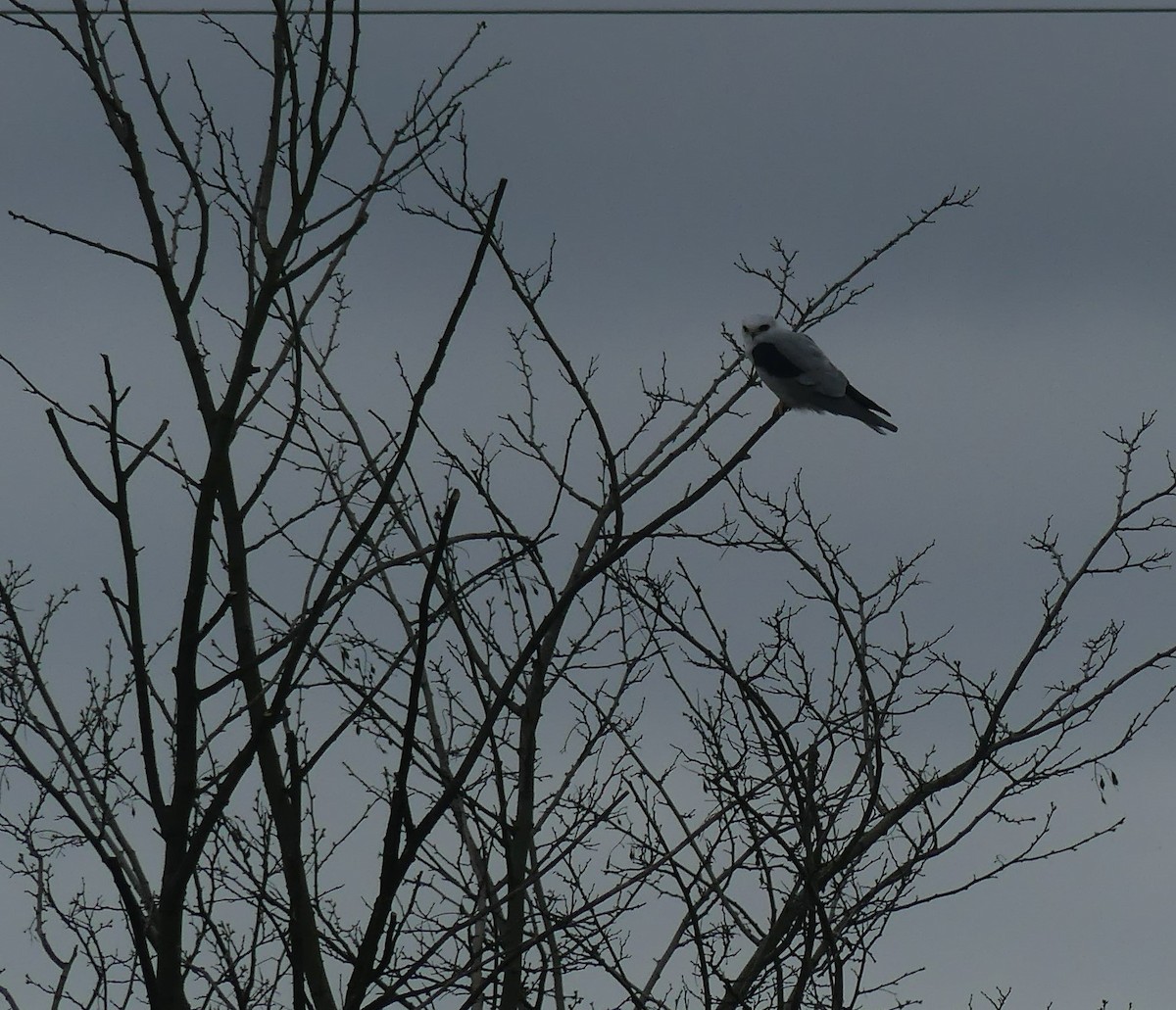 White-tailed Kite - ML484704061
