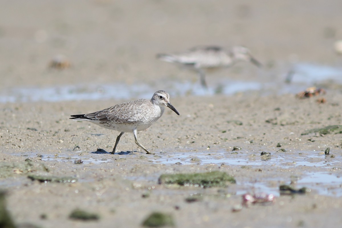 Red Knot - ML484704091