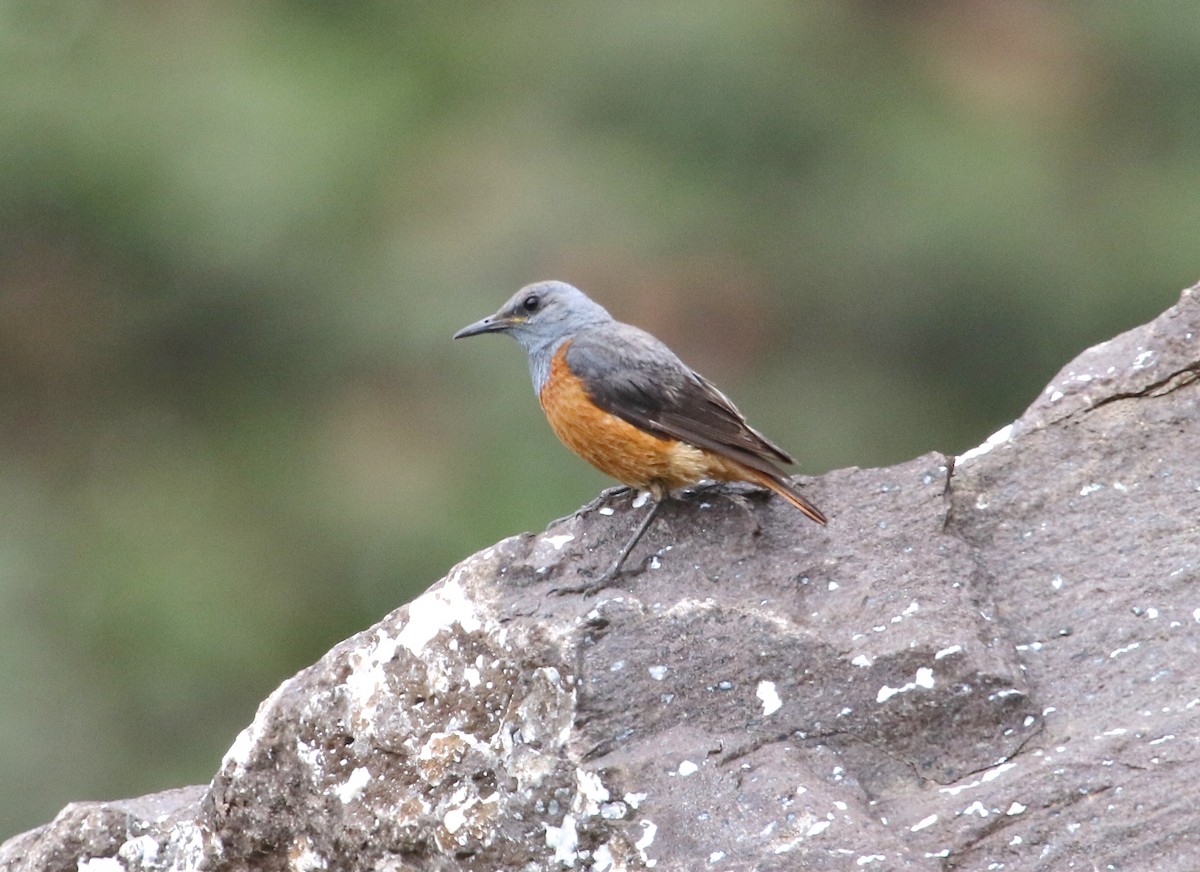 Sentinel Rock-Thrush - ML48470441