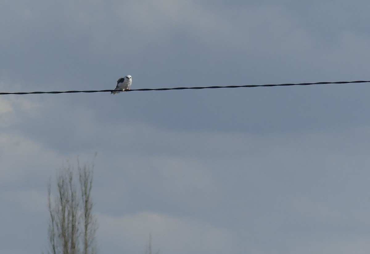 White-tailed Kite - ML484705051