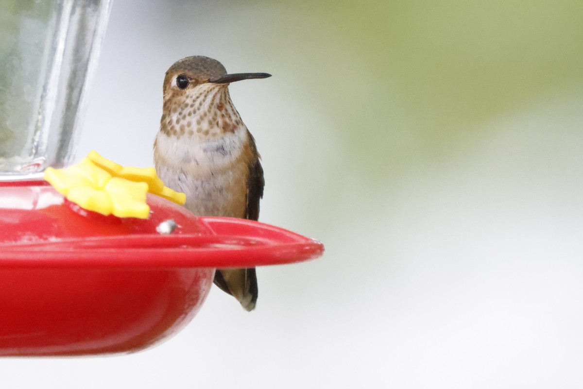 Rufous Hummingbird - Scott Ray