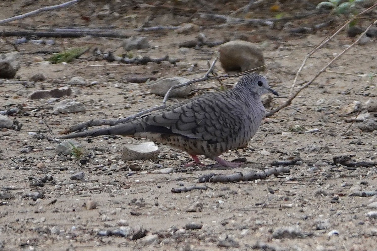 Inca Dove - ML484705151