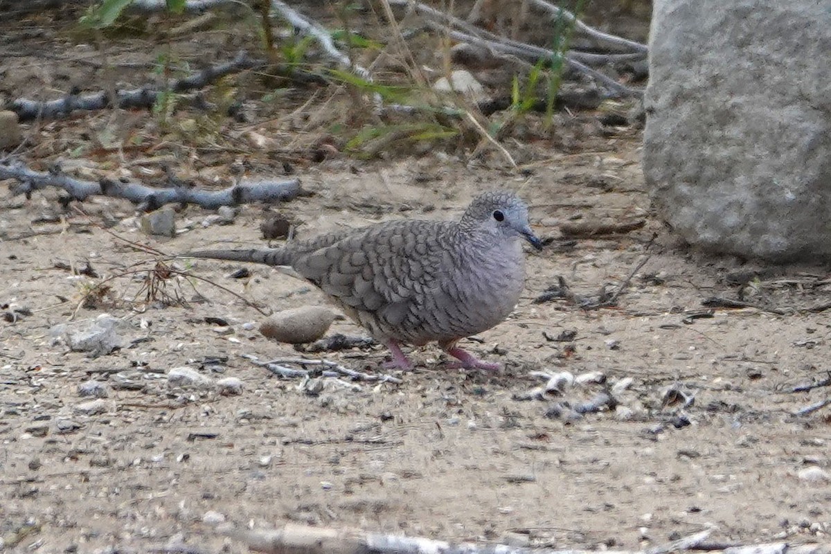 Inca Dove - ML484705161