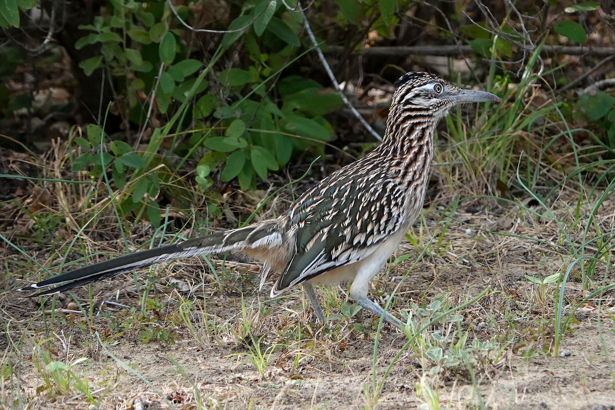 Greater Roadrunner - ML484705211