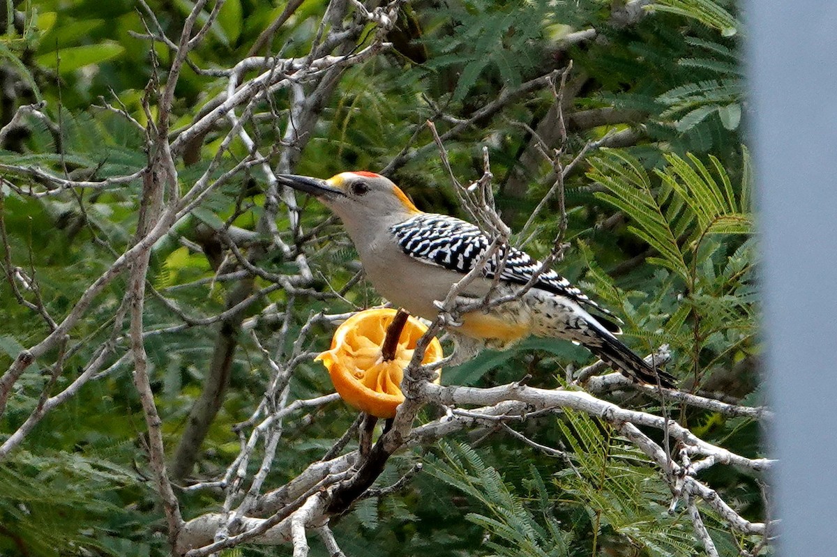 Golden-fronted Woodpecker - ML484705251