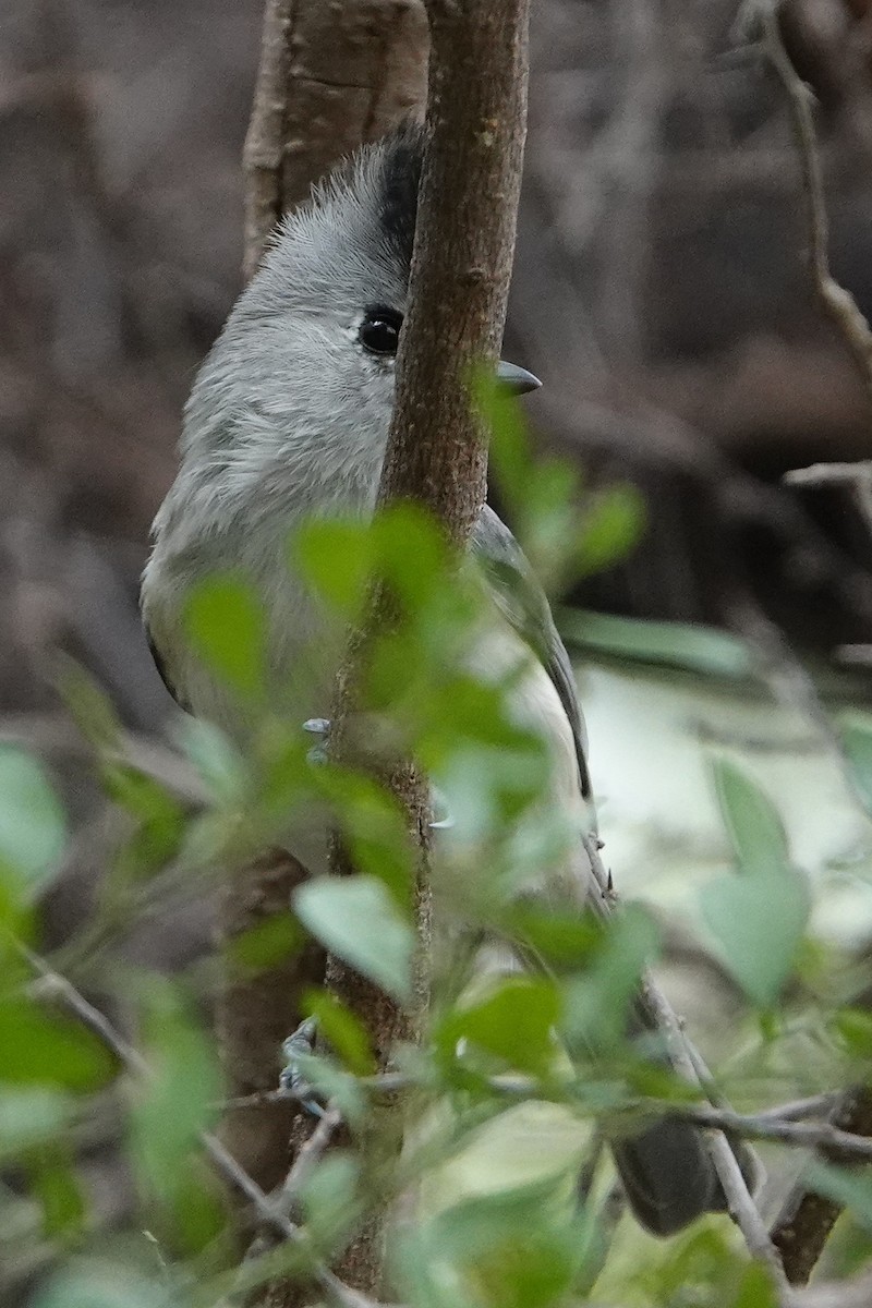 Black-crested Titmouse - ML484706541