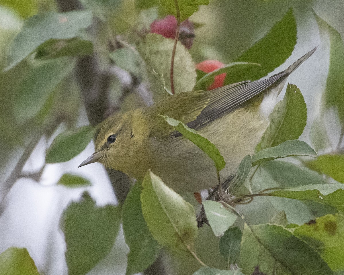 Tennessee Warbler - Joe Breidenbach