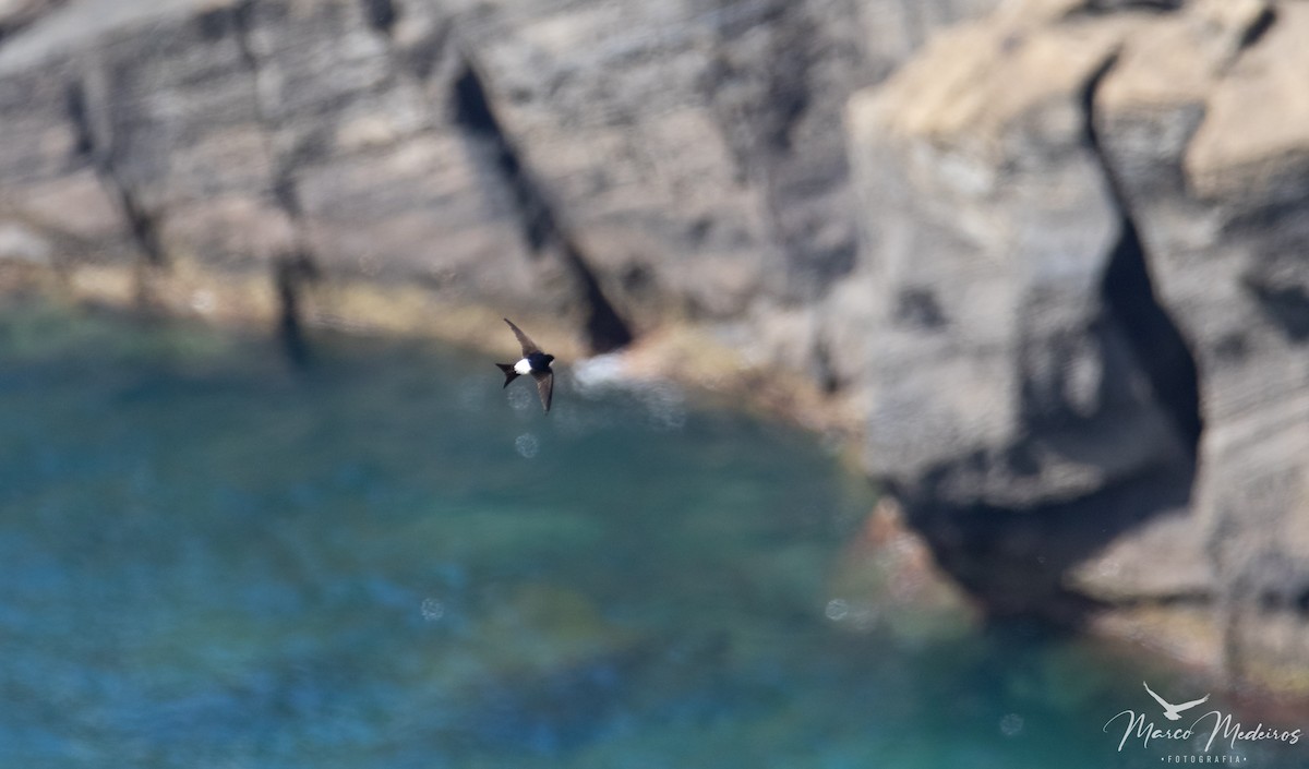 Western House-Martin - ML484707241