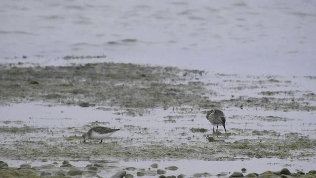 Stilt Sandpiper - ML484707451