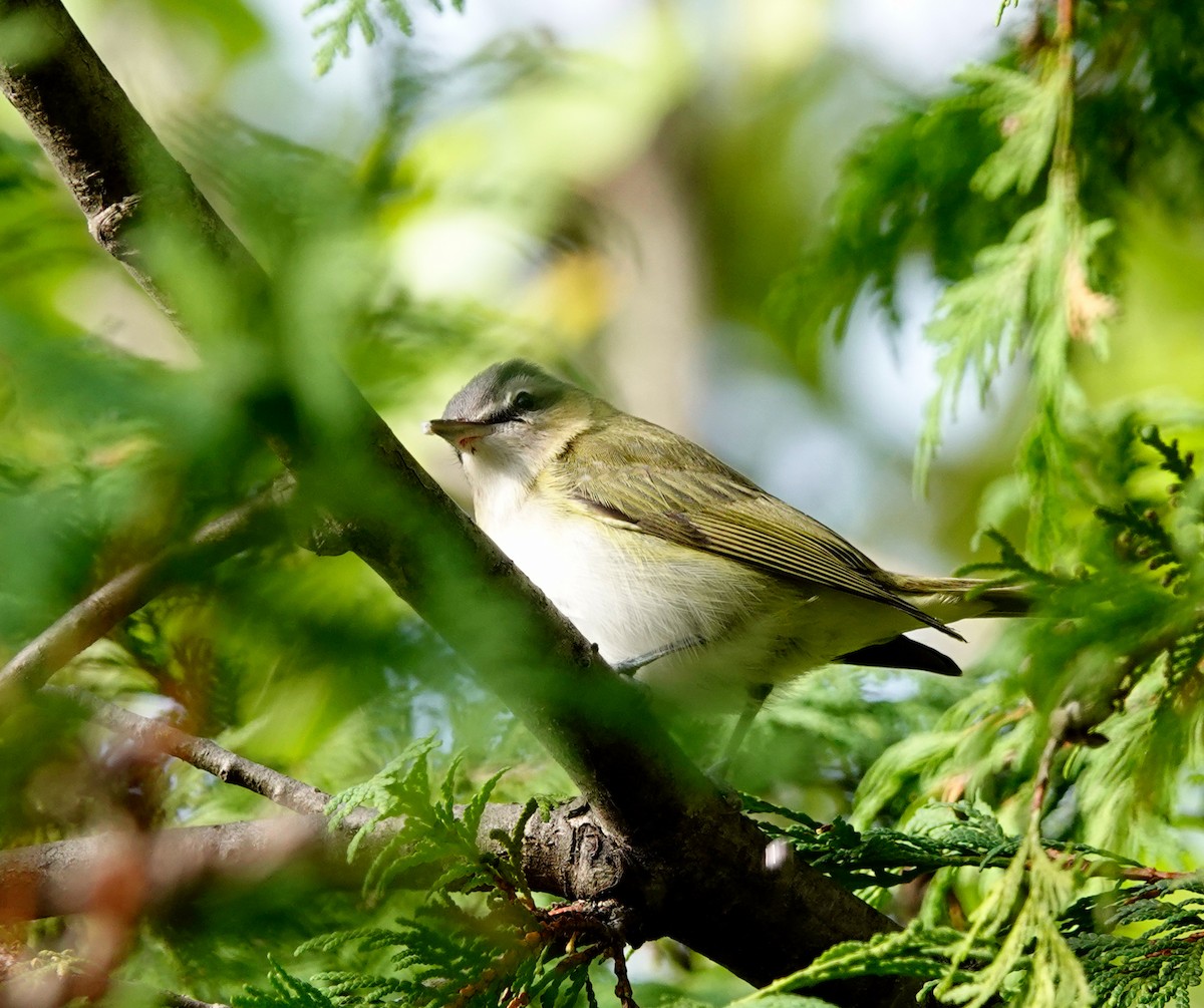 Red-eyed Vireo - ML484708001