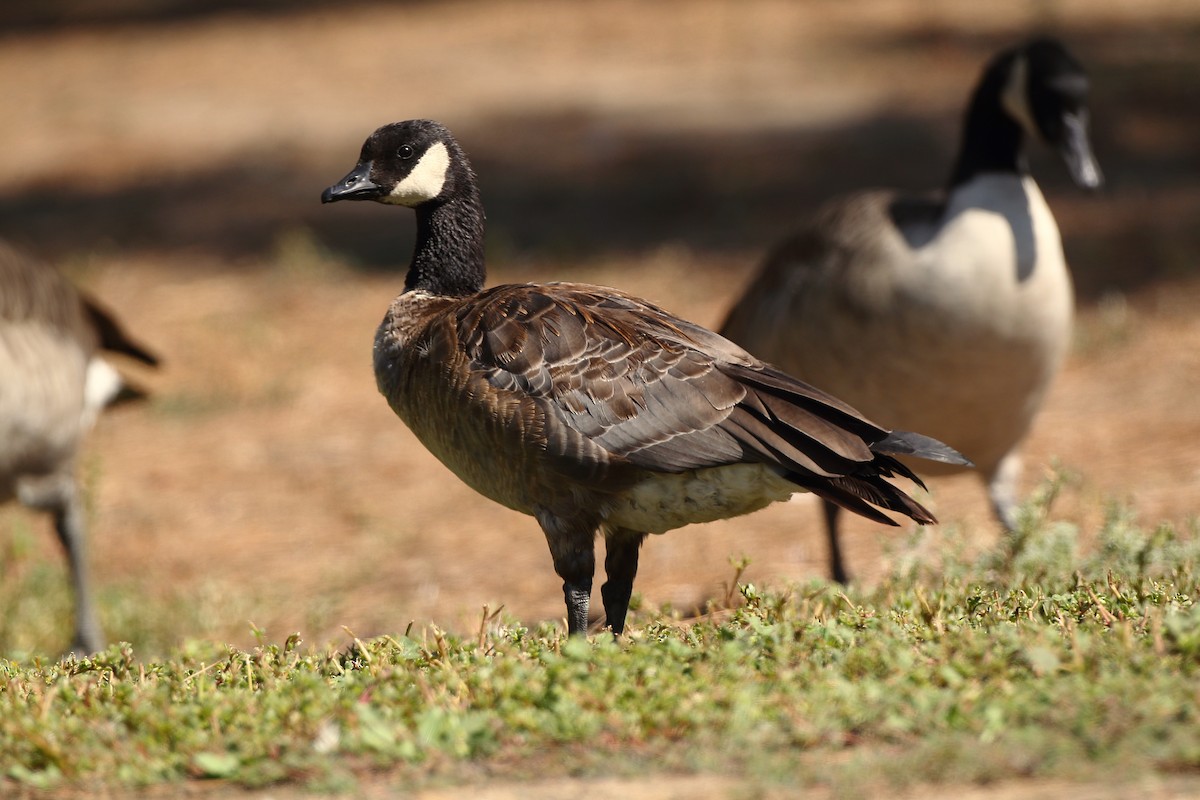 Cackling Goose - ML484710341
