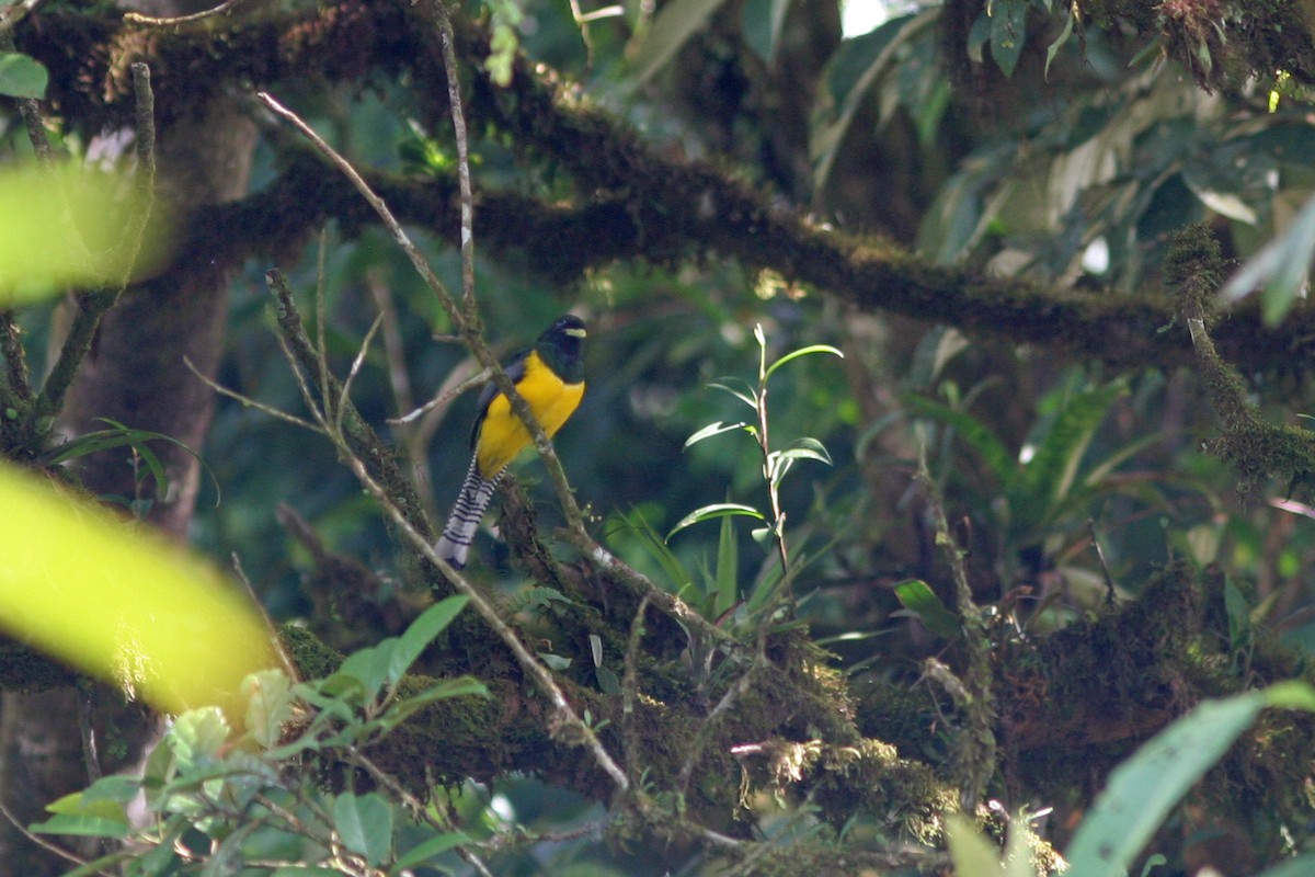 Northern Black-throated Trogon - ML48471081