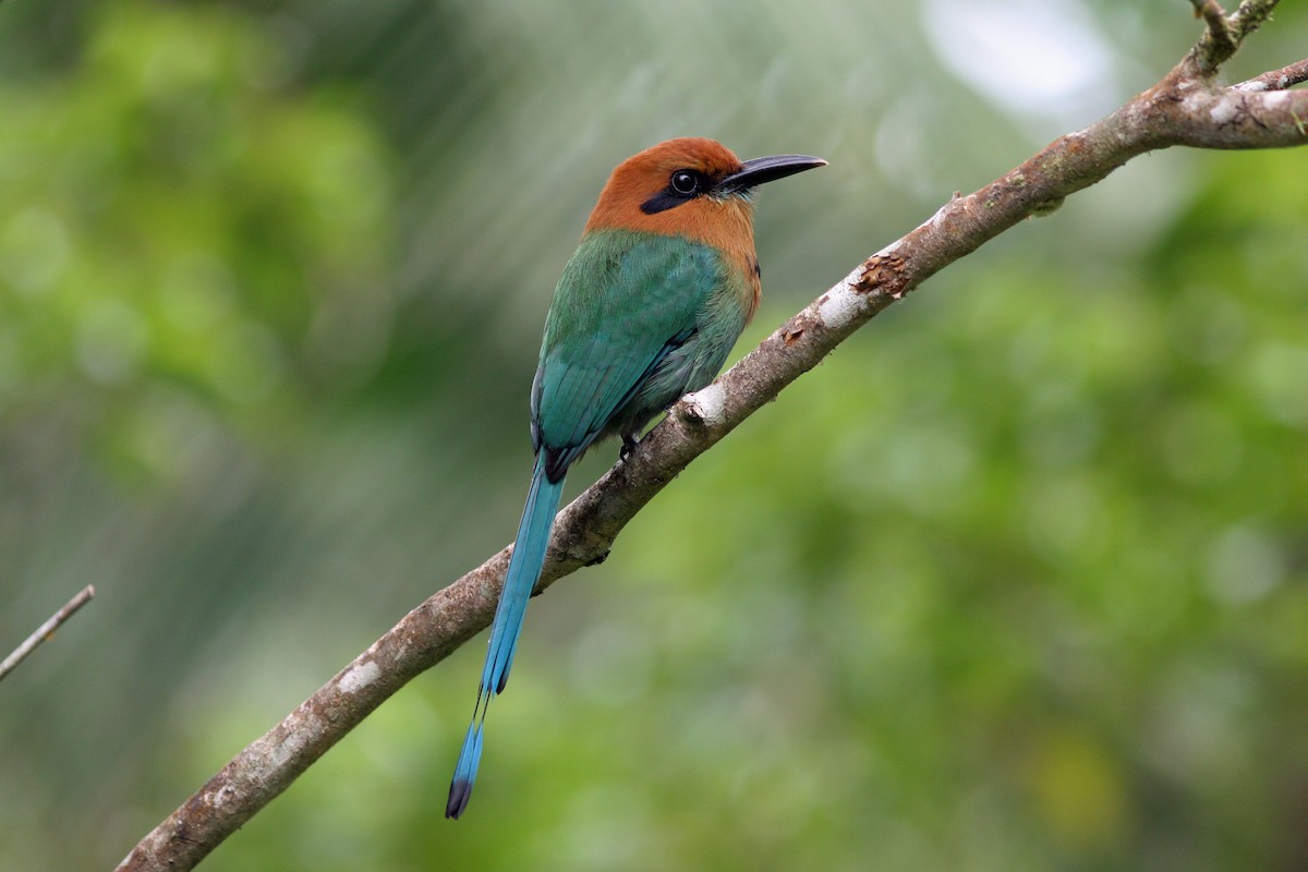 Broad-billed Motmot - David Disher